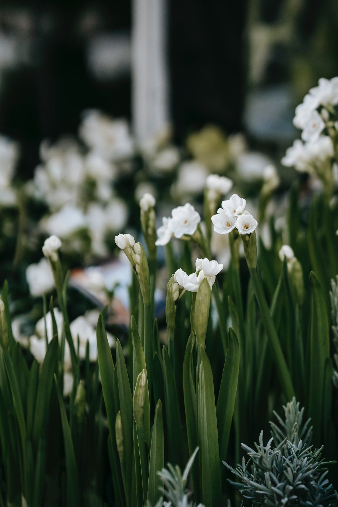 white flowers